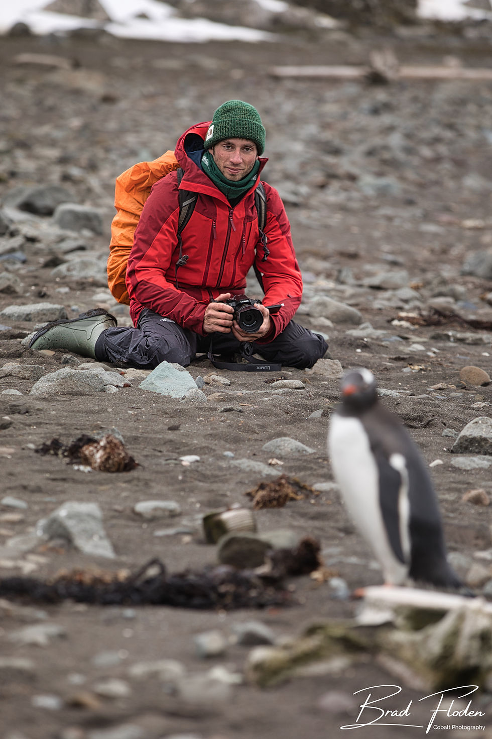 Penguincontemplation