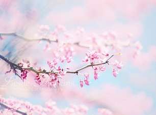 Spring Bloooms Canvas Art