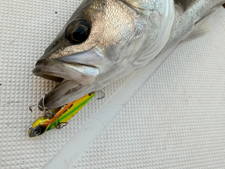 名古屋港ボートフィッシングガイドBlueHaze