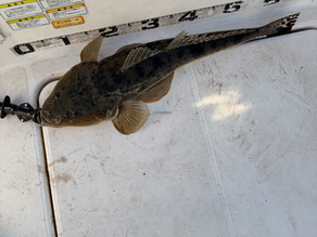 名古屋港ボートフィッシングガイドBlueHaze