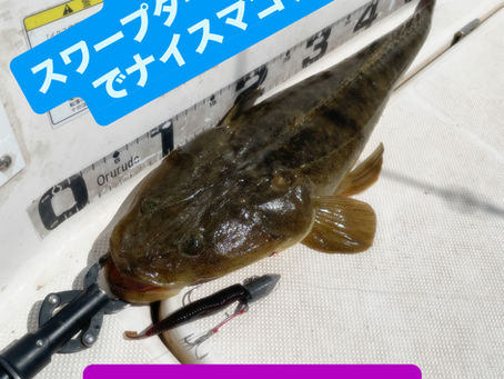 名古屋港ボートフィッシングガイドBlueHaze