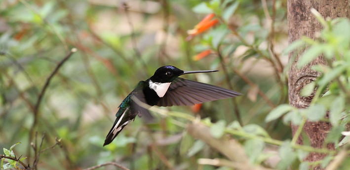 Col Colibri inca 2.JPG