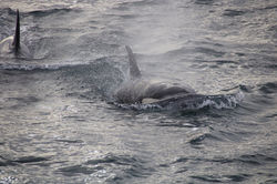 Orque © Jasmine Nears