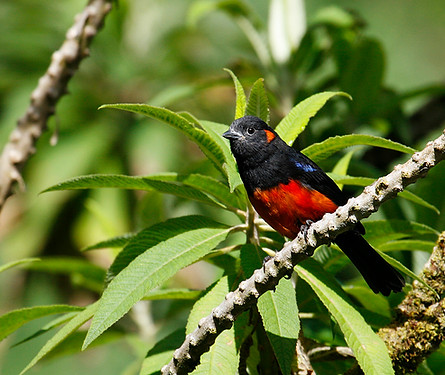 Scarlet-bellied Mountain Tanager_001_VM