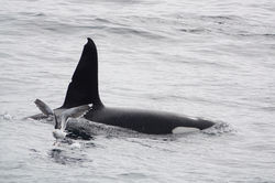 Orque © Dimitri Marguerat