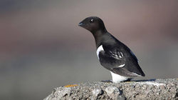 Mergule nain © Harald Olsen