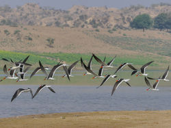 Bec-en-ciseaux © Mike Prince