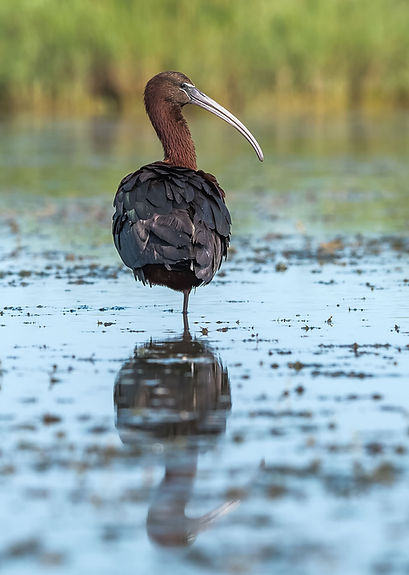 CAM ibis falcinelle JC Carrière