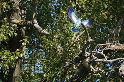 Rollier d'Europe © Dimitri Marguerat