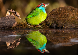 Barbu à gorge bleue
