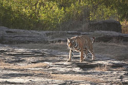 Tigre © Dimitri Marguerat