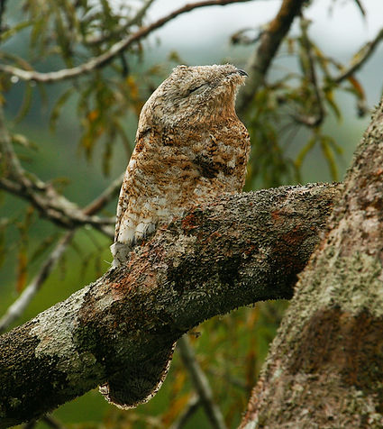 Great Potoo_001_VM.jpg