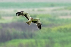 Aigle botté © JC Carrière