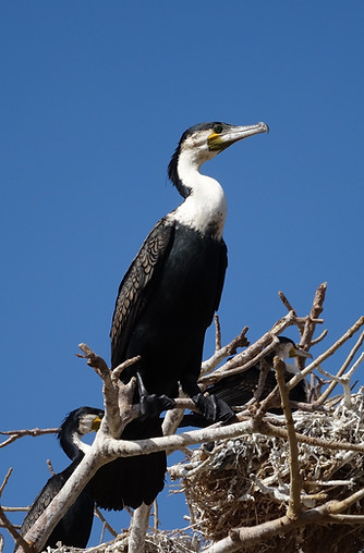 Cormorans_à_poitrine_blanche_6.JPG