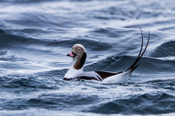 Harelde boréale © Ron Knight