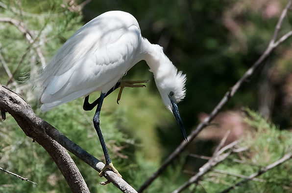 CAM aigrette garzette JC Carrière