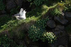 Fulmar boréal © Dimitri Marguerat