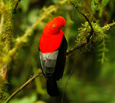 Andean Cock of The Rock_003_VM - Copie.j