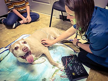 acupuncture for mobility issues