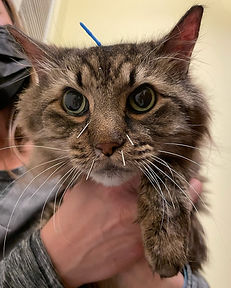 acupuncture for upper respiratory disease