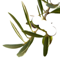 olive tree branch no olives.png