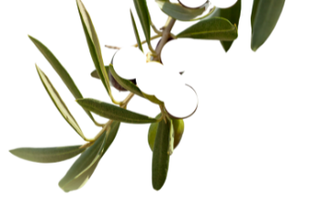 olive tree branch no olives.png