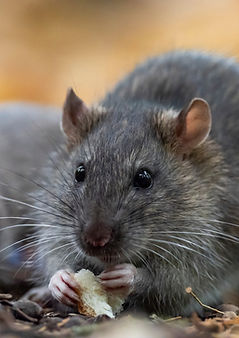 AdobeStock_321516381-two-wild-rats-eating-bread-scaled_edited.jpg