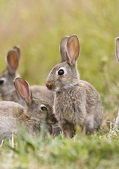 rabbits_in_the_wild.jpg