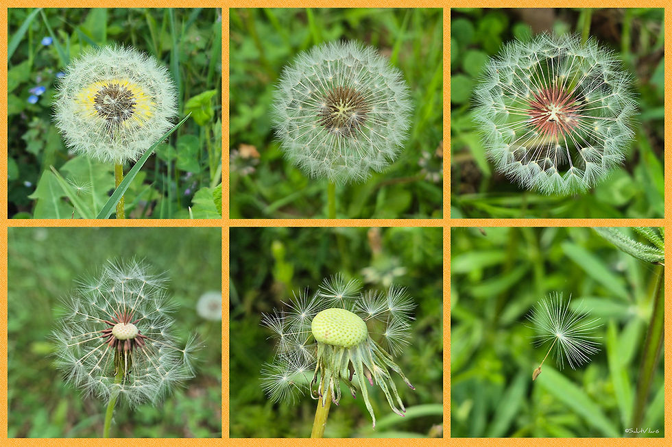 Dent de Lleó (Taraxacum officinale)