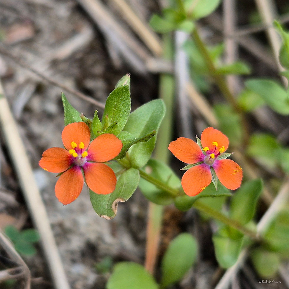 Borrissol (Lysimachia arvensis)