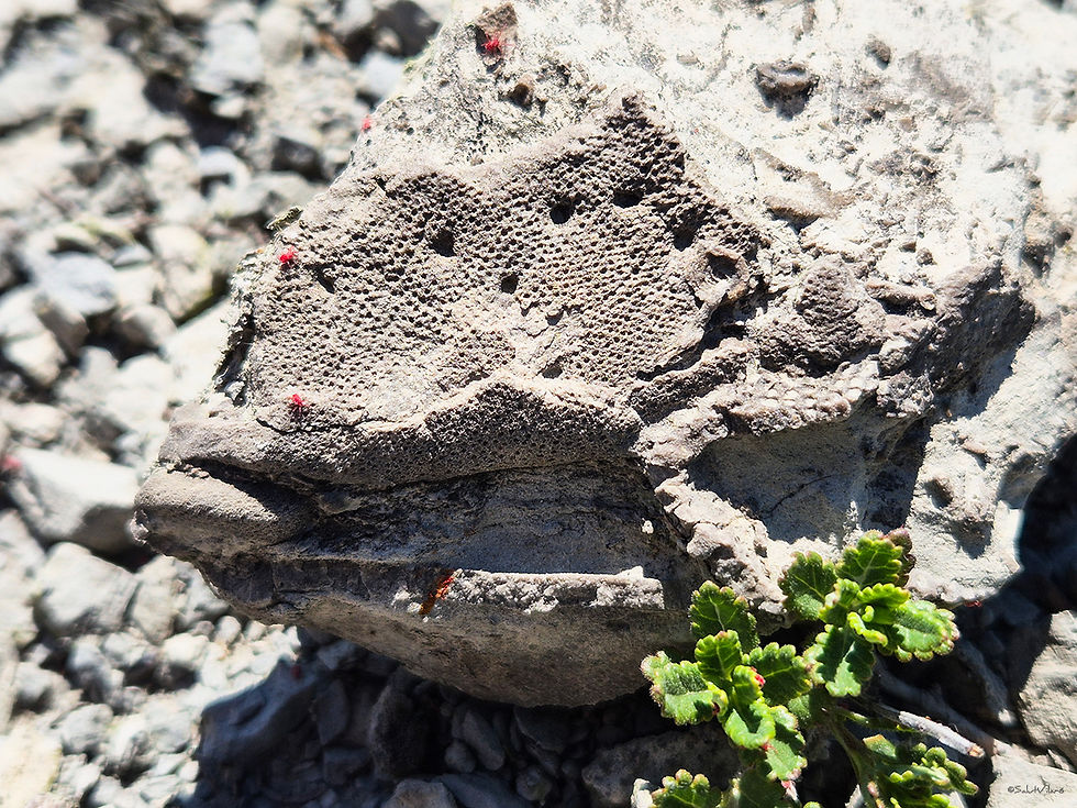 Esponja fòssil (Pleuroguettardia iberica)