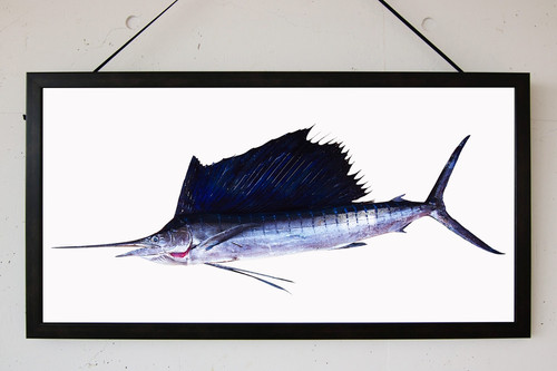 【レア】バショウカジキ幼魚 エタノール標本 近海産海水魚、甲殻類、海洋生物、深海生物、深海魚