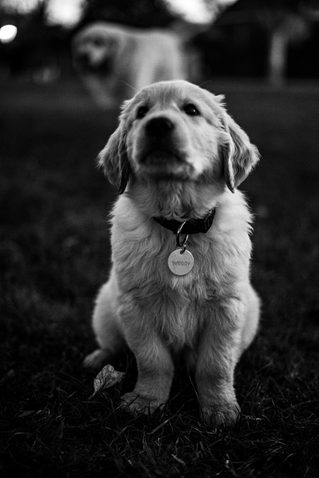 Woody - B&W