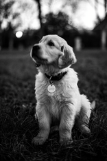 Woody - B&W