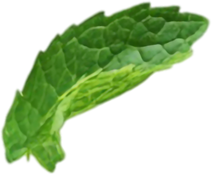 MENTA.png