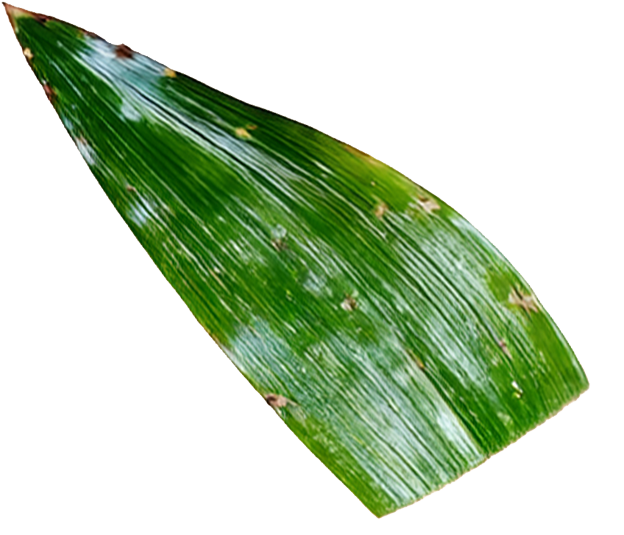 HOJA.png