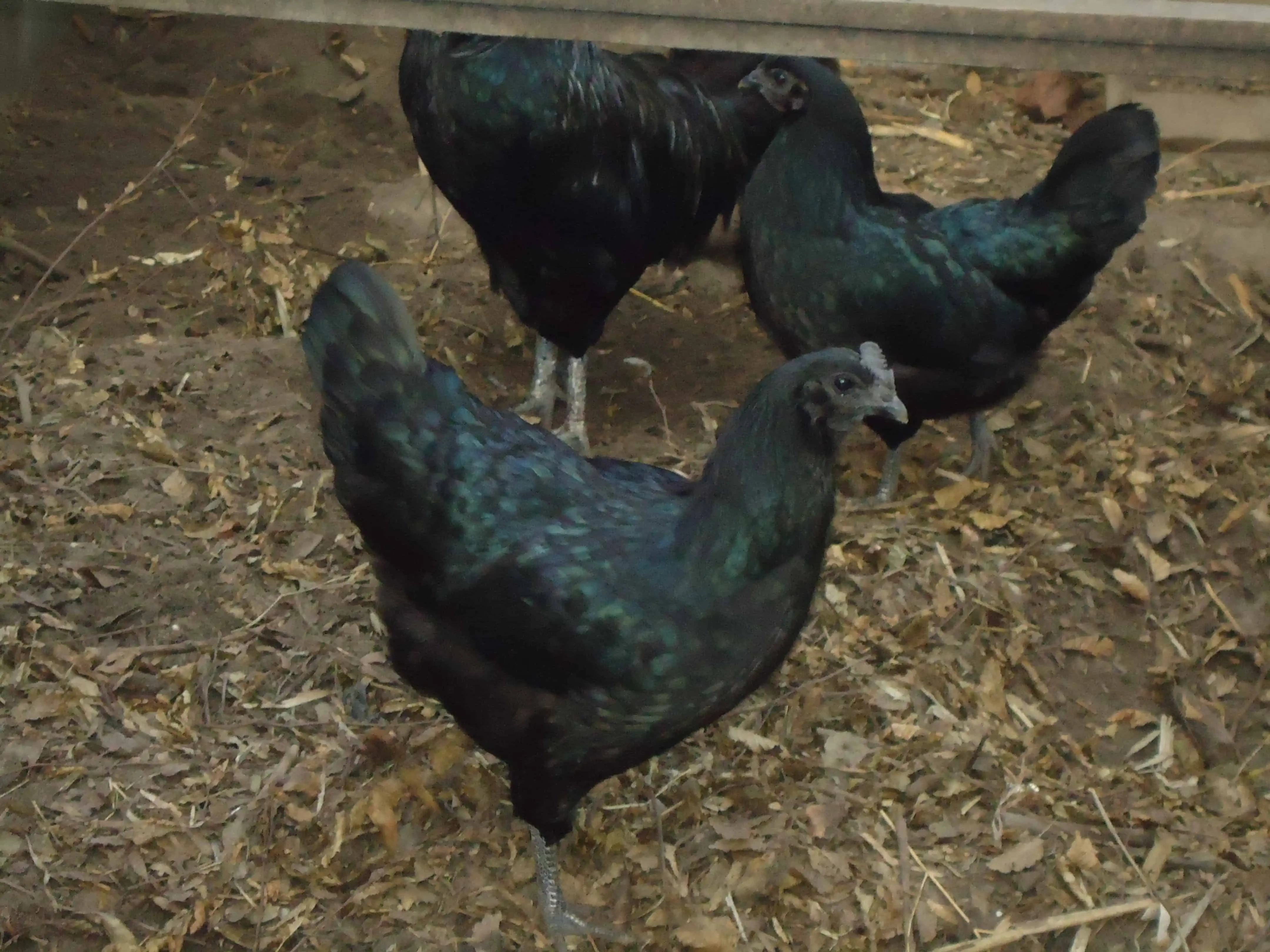 Ayam Cemani