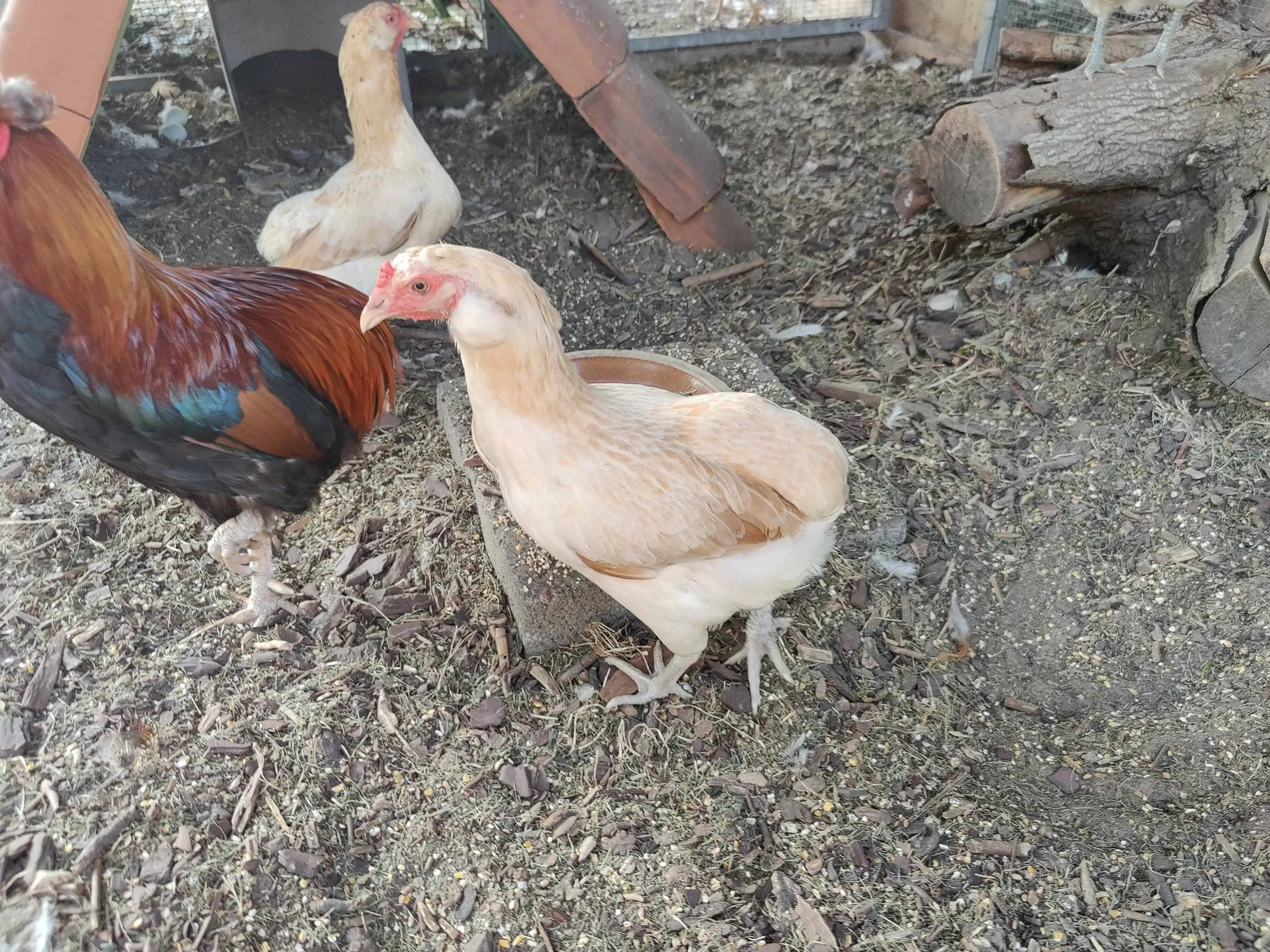 Araucana