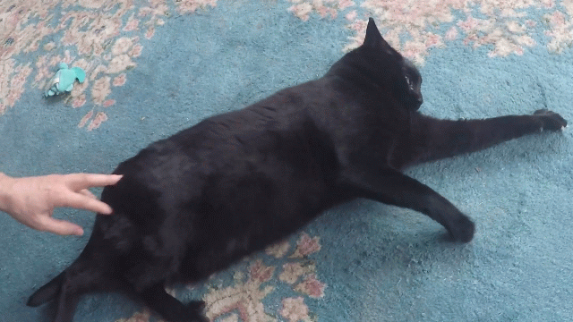 CS Eliot heavy petting.gif