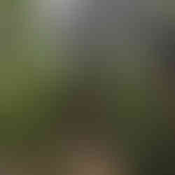 Kalaloch Big Cedar Nature Trail