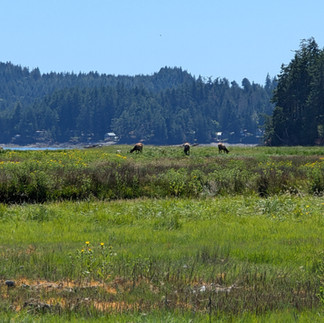 Elk at Dosewallips State Park