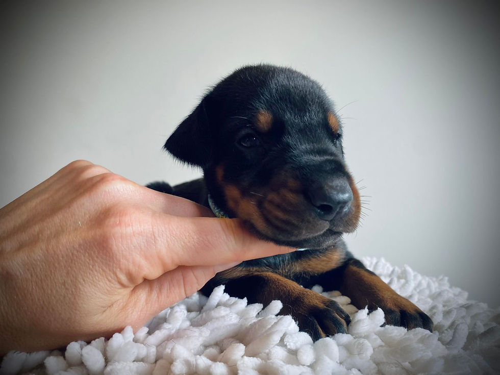 Baby Blue Collar Male 3 Weeks Old (18)