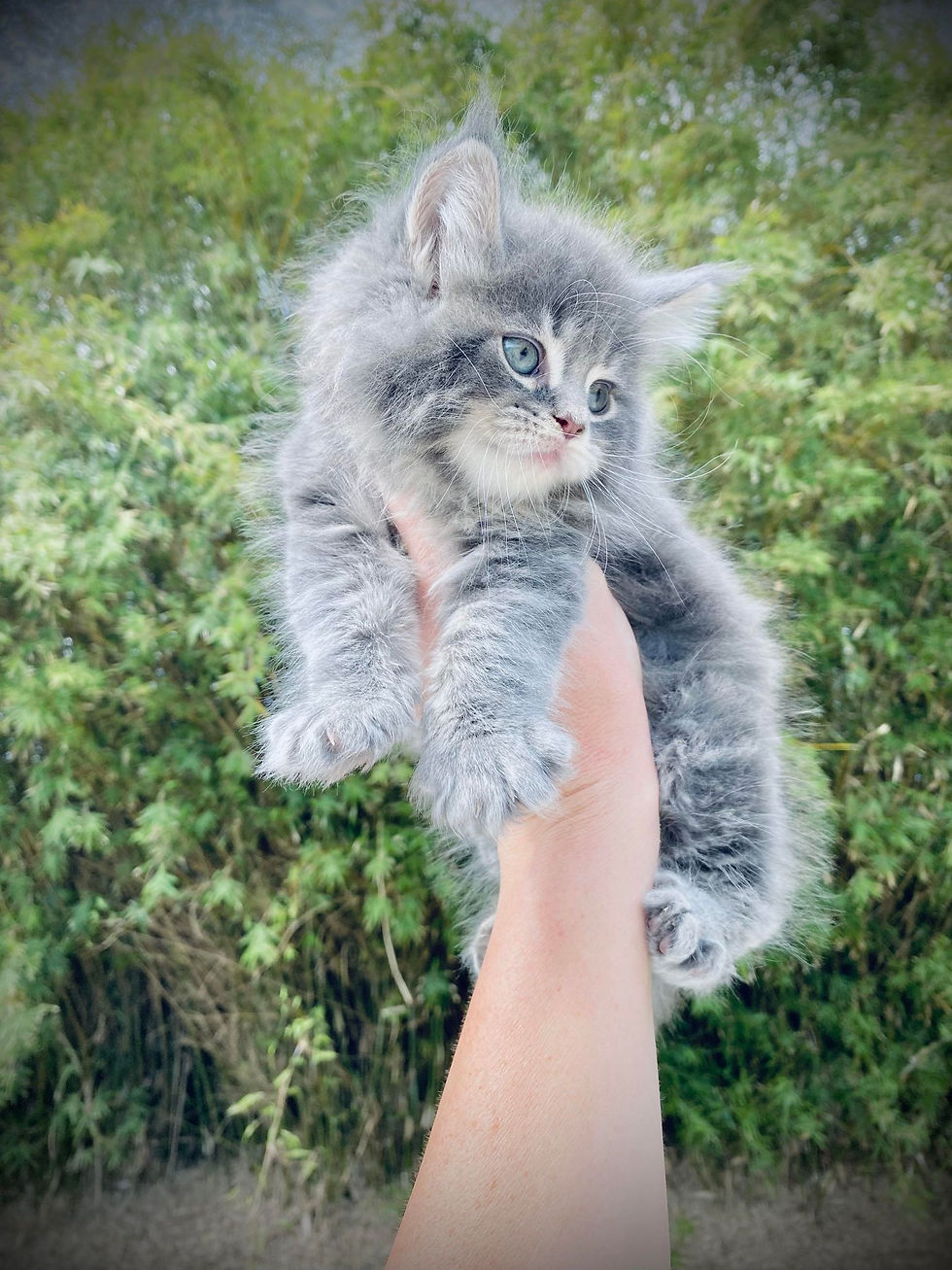 7 Weeks Old
