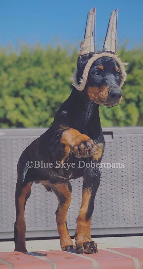 Doberman Puppy