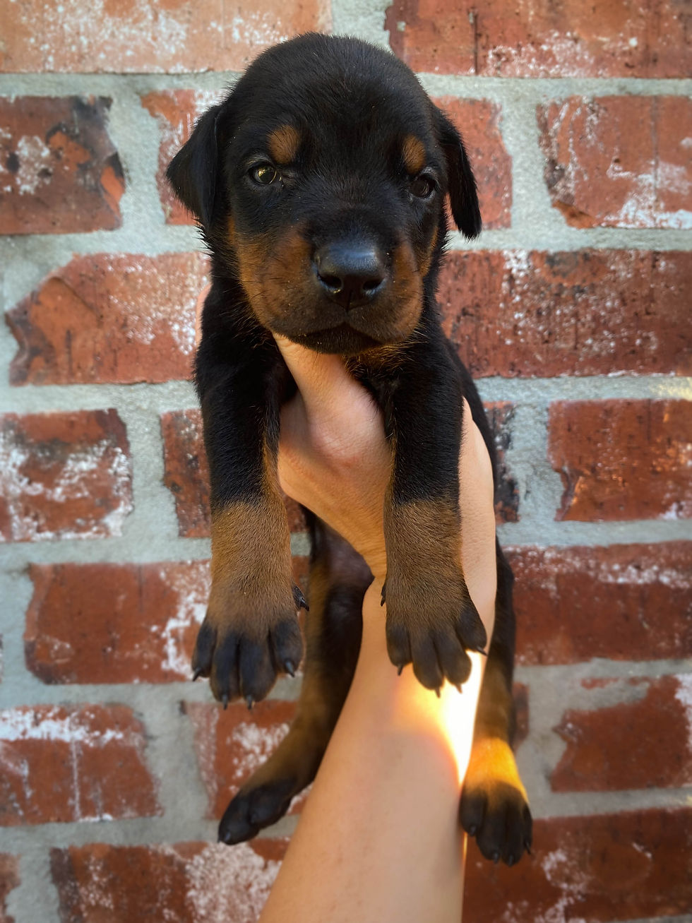 3 Weeks Old