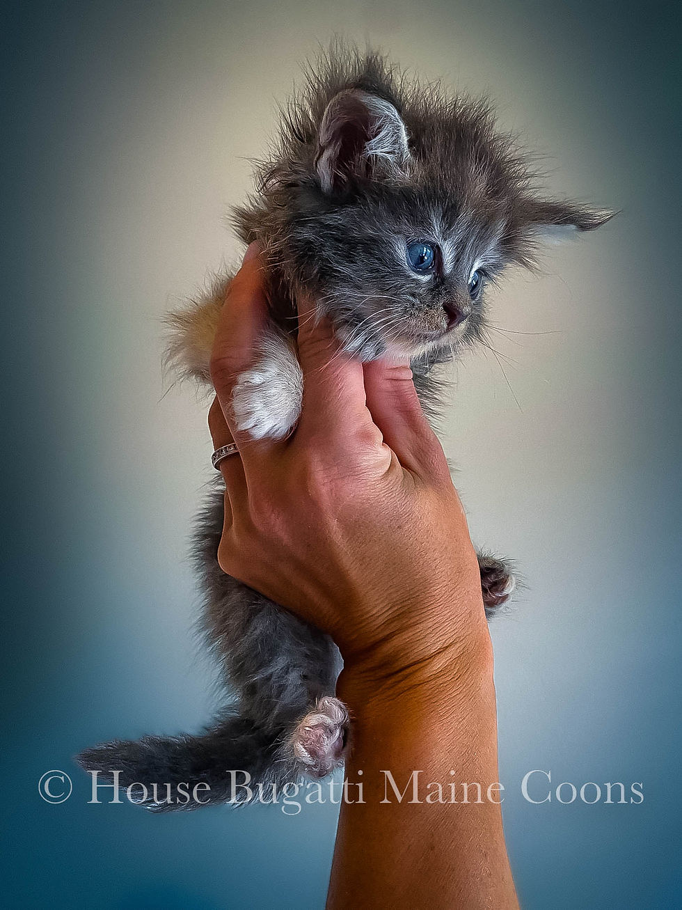 5 WEEKS OLD