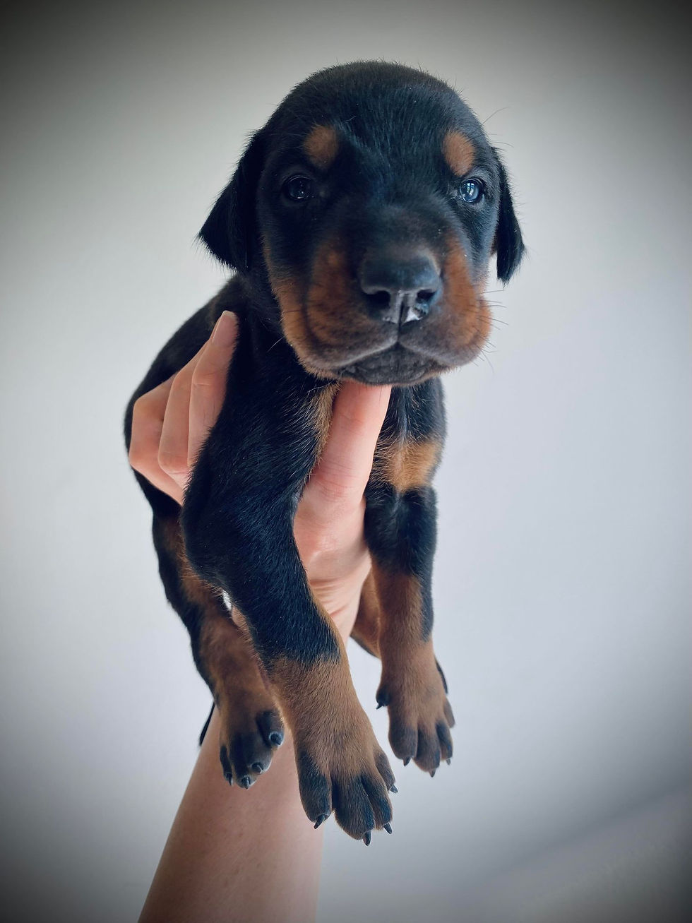 Yellow Collar Male - 3 Weeks Old (4)