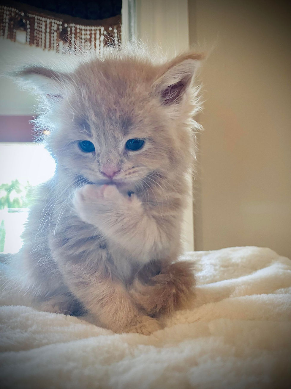 Vashti - 5 Weeks Old