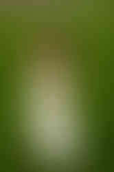 צילומי בוק בת מצווה בטבע