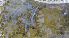 Brook Trout
